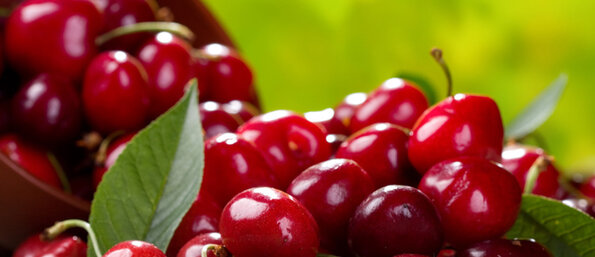 récolte de cerises récolte de cerises