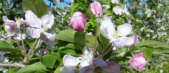 Pommiers en fleur Pommiers en fleur